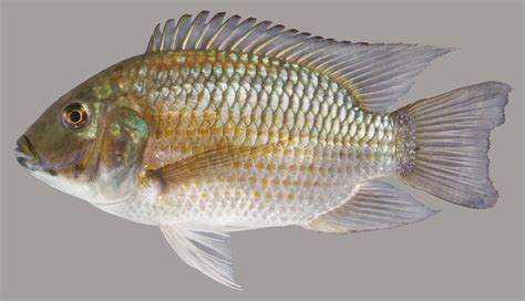 peixe tilapia